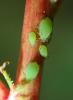 Aphis spiraecola